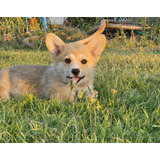 Hembras Cachorras  Corgi