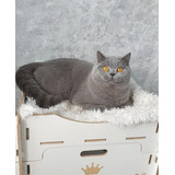 Filhotes Gato British Shorthair Blue Austin - Miau British