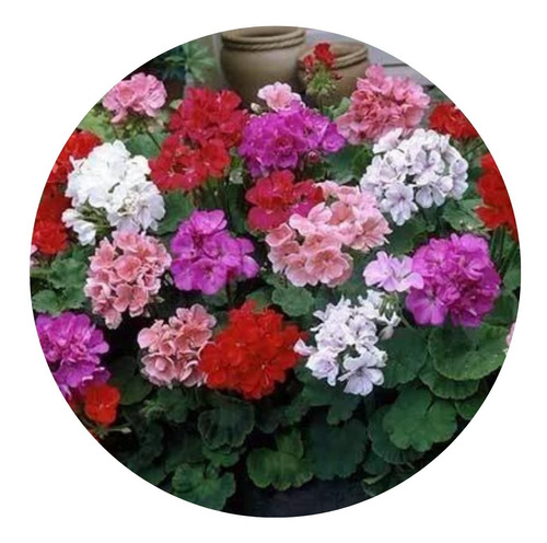 2 Mudas Gerânio Arbustivo - Pelargonium - Cores Diversas