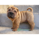 Cachorro Sharpei Leonado 14