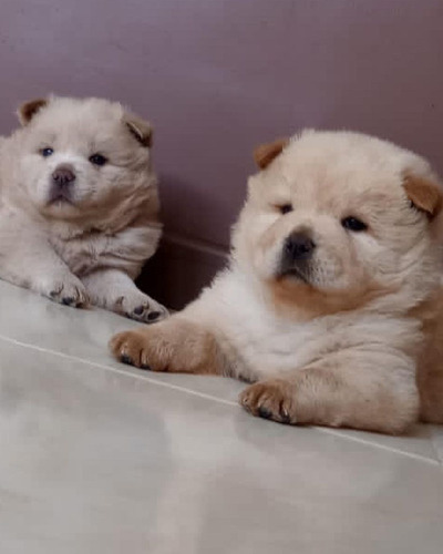 Cachorros Chow Chow Animal Pets Colombia 