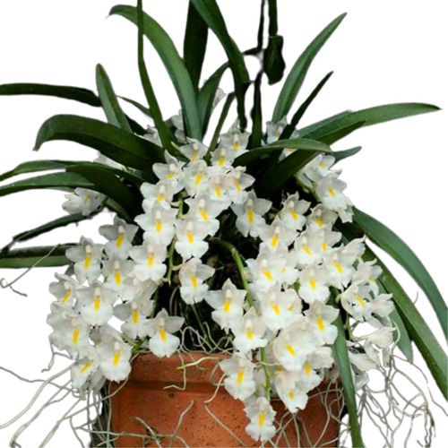 Orquidea Rodriguezia Venusta - ( Pré Adulta )
