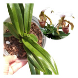 Paphiopedilum (sapatinho) Orquídea Terrestre (sem Flor)