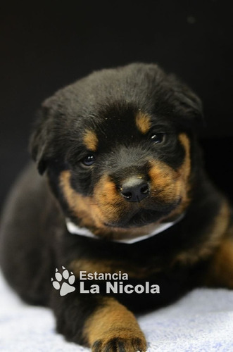 Cachorro Rottweiler 50