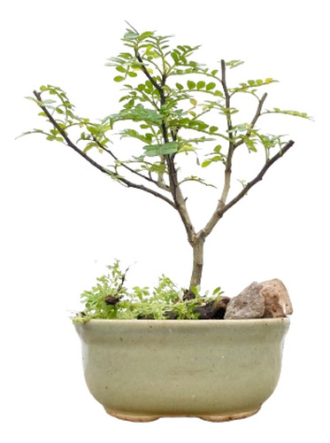 Arteenbonsai Muérdago Ficus Árbol De La Vida Portulacria