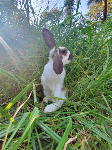 Conejo Mini Lop