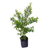 Planta Eugenia - Cerco Natural - Arbusto Perimetral