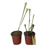 Planta Carnívora Sarracenia Leucophylla Hibrido [maceta9]