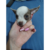 Chihuahua Mini