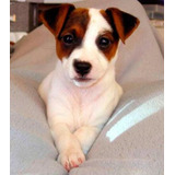 Fca Cachorros Jack Russell Pedrigree 