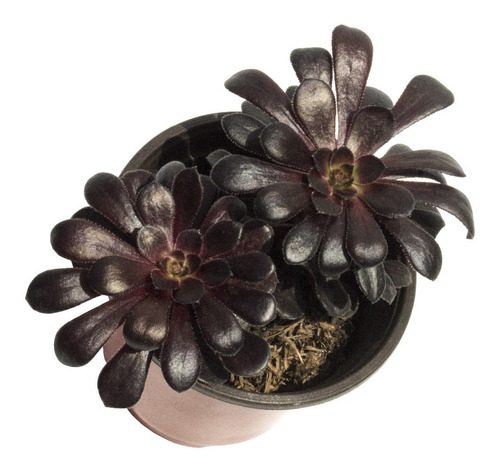 Suculenta Black Rose (aeonium A. Atropurpureum) En Maceta