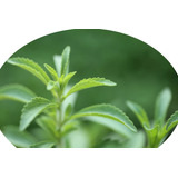 Stevia (aromáticas) 