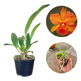 Orquidea Laranja Catleya Nobiles Wild Fire Promoção De Mudas