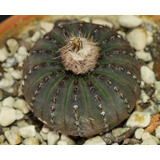10 Semillas De Cactus Frailea Asterioides