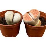 Lithops Planta Suculenta, Incluye Macetero De Transplante.