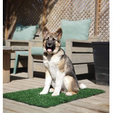 Loobani - Almohadillas De Césped Para Que Los Perros Orinen,