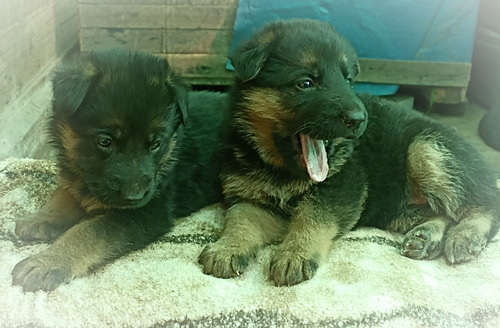 Cachorros Ovejero Alemán 