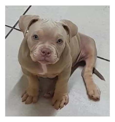 Filhotes De American Bully Com Procedência E Garantia Top