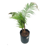 Planta Palmera Seafortia 7l Interior Greenonline Vivero