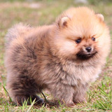 Sptiz Alemão Macho Lulu Da Pomerania Filhote 