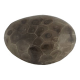 Petoskey Stone (pulida) Rock Hexagonaria | Hermoso Fósil Con