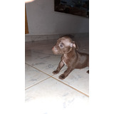 Vendo Hermoso Perro Y Perra Pincher De 1 Mes De Nacidas