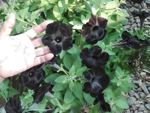 Semillas De Petunia Negra, Flor Rara Envío A Todo Chile