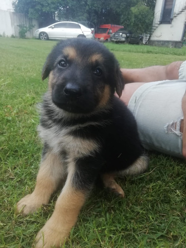 Cachorros Ovejero Belga + Pastor Alemán