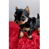 Yorkshire Terrier Miniatura 