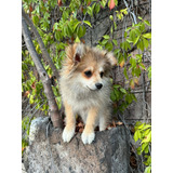 Perrito Pomerania, 3 Meses De Edad