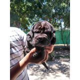 Cachorros De Shar Pei