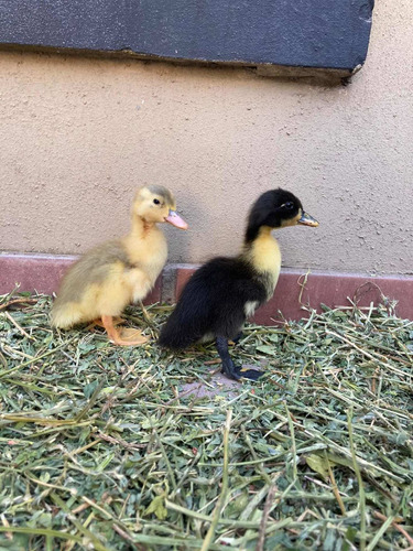 Patitos Bebes