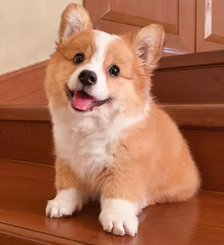 Hermosos Cachorros Corgi | Meses sin interés