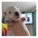 Cachorros Westy , West Highland White Terrier,  Westie