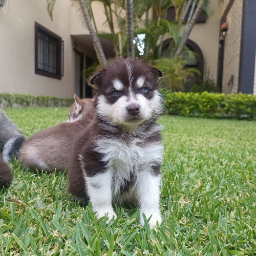 Perro, Cachorros Husky