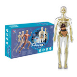 Modelos Del Cuerpo Humano Del Esqueleto Medicina Enfermería