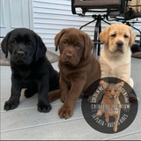 Cachorros Labrador De Campo, Puros, Robustos, Fuertes, Sanos