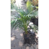 Areca Palmera 10 Litros