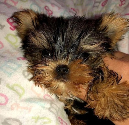 Cachorros Yorkie Perros Yorshire Terrier Cachorros Dog Cali