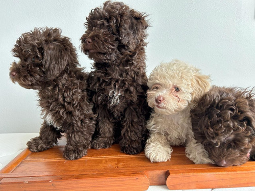 Perros Canicge French Poodles Toy Hembras