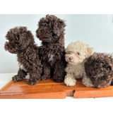 Perros Canicge French Poodles Toy Hembras