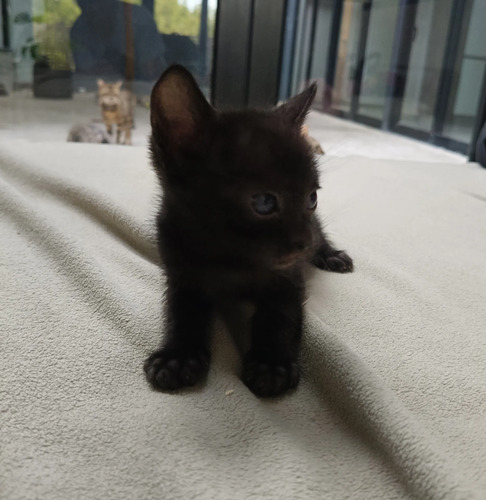 Gato Bengalí Black | Meses sin interés