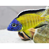 Peixe Ciclideo Africano Aulonocara Usisya Macho 8cm