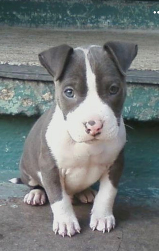Cachorros Pitbull Blue Vacunados