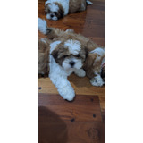 Mascota  Shih Tzu