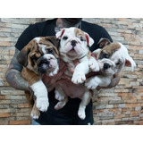 Bulldog Ingles Entrega 20/1/24 Y 2/2/24 Tu Consulta No Moles