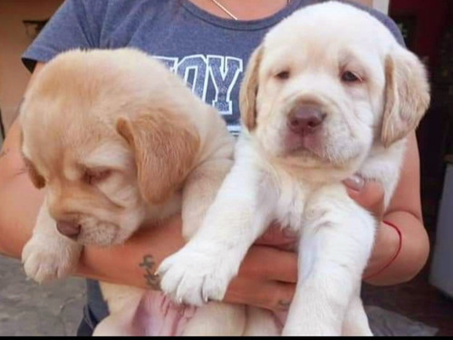 Cachorros Labradores Retriever Dorados 