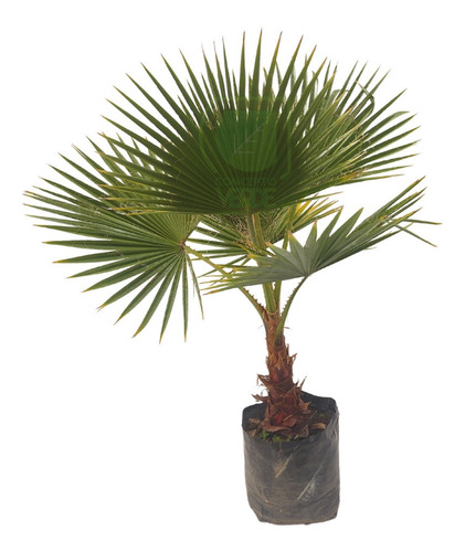 Palma Washingtonia (mediana)