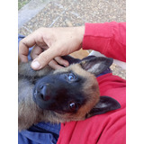 Pastor Belga Malinois Puros