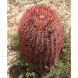 Ferocactus Pilosus, Biznaga  Barril De Fuego Mexicano, Mp